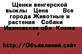 Щенки венгерской выжлы › Цена ­ 1 - Все города Животные и растения » Собаки   . Ивановская обл.,Кохма г.